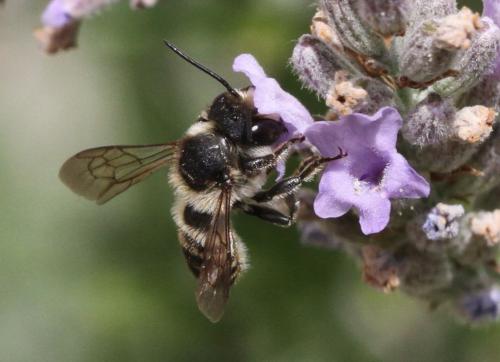Megachile sp.