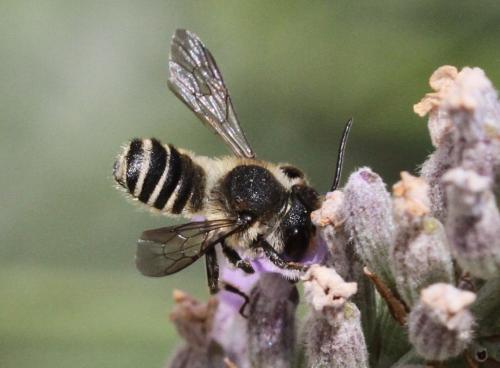 Megachile sp.