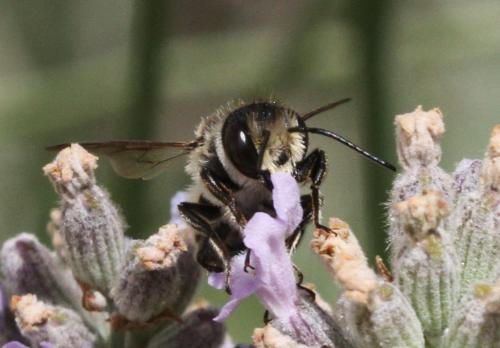 Réf. 157 210 : Megachile sp.