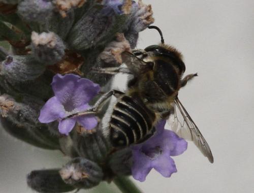 Megachile sp.