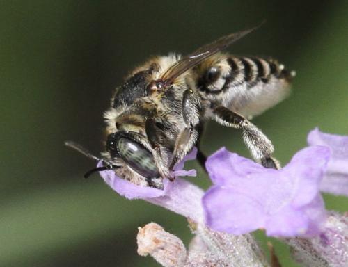 Megachile sp.