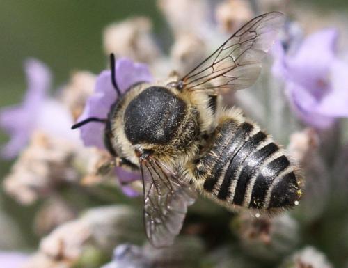 Megachile sp.