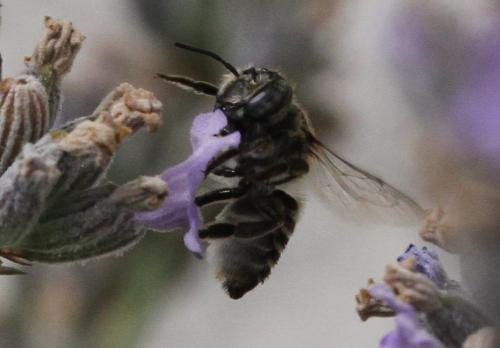 Megachile sp.