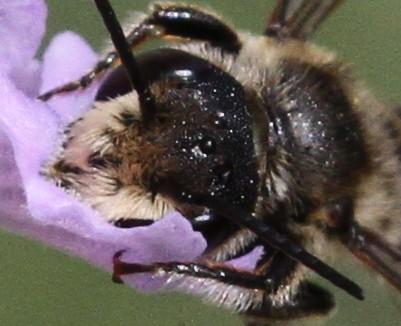 Megachile sp.