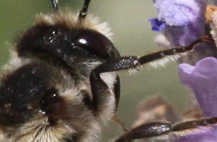 Megachile sp.