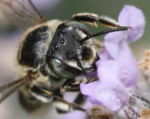 Megachile sp.