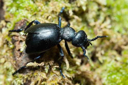 Meloe sp.