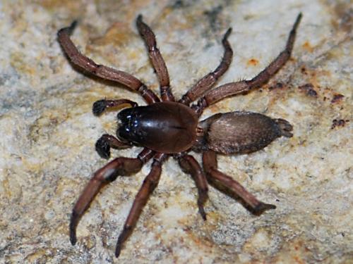 Haplodrassus rufipes