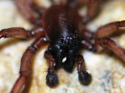 Haplodrassus rufipes