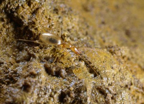 Aphaenops jauzioni