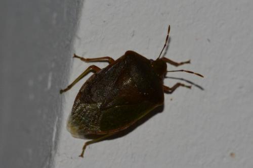 Nezara viridula