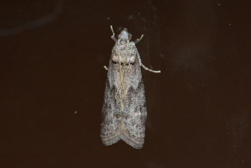 Apomyelois ceratoniae
