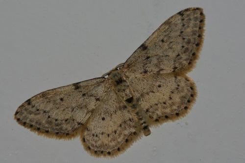 Idaea seriata