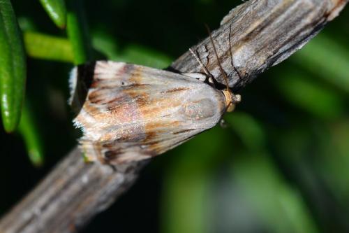 Eublemma ostrina