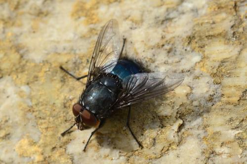 Réf. 157 972 : Calliphora vomitoria