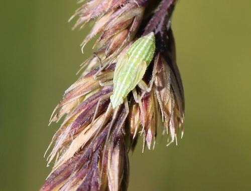 Miridius quadrivirgatus