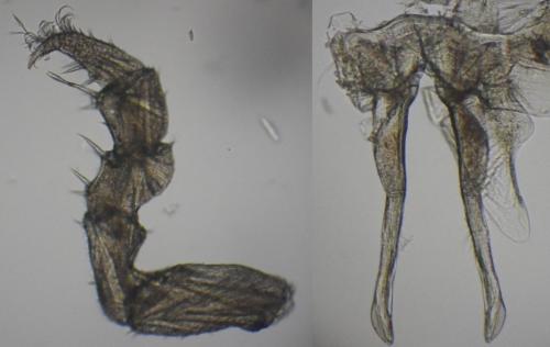 Haplophthalmus montivagus