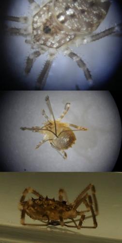 Réf. 157 464 : Homalenotus sp.