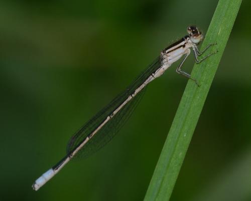 Africallagma glaucum
