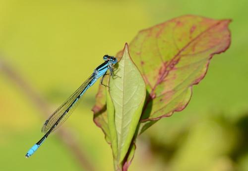 Réf. 157 215 : Africallagma glaucum