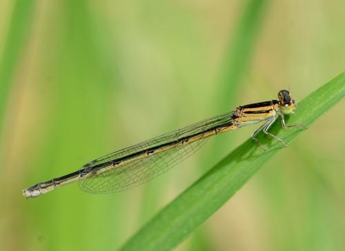 Africallagma glaucum