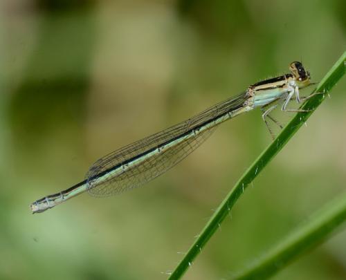 Africallagma glaucum