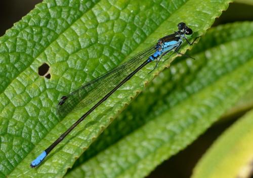 Réf. 157 434 : Coenagriocnemis reuniense