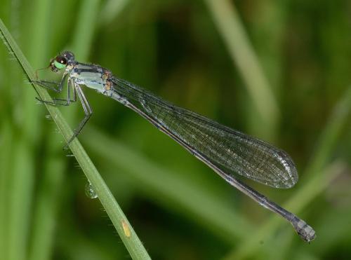 Coenagriocnemis reuniense