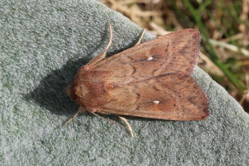 Réf. 157 898 : Mythimna albipuncta