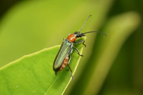 Anogcodes seladonius