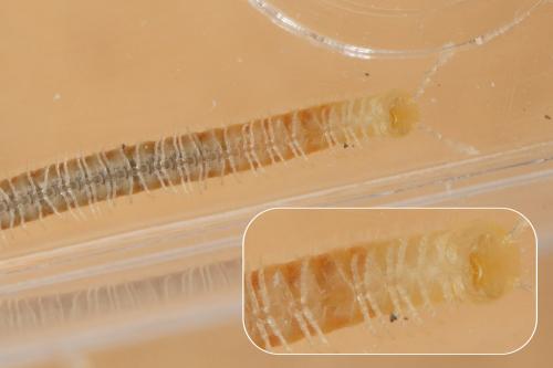 Réf. 157 403 : Trichoblaniulus hirsutus