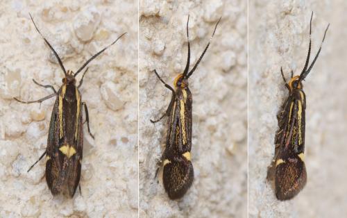 Esperia sulphurella