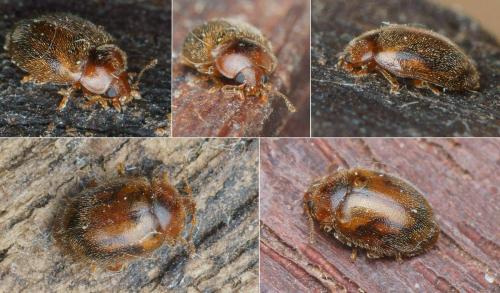 Réf. 157 426 : Rhyzobius chrysomeloides