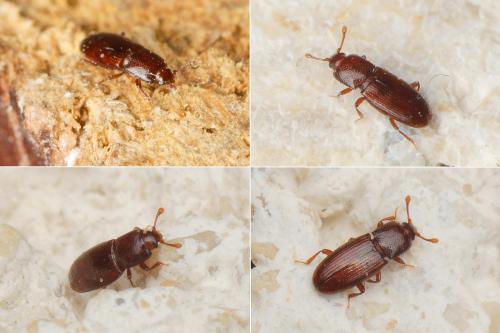 Cerylon ferrugineum