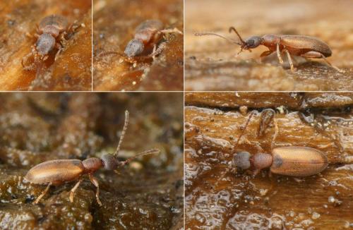 Endomia tenuicollis