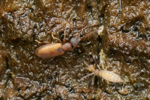 Réf. 157 701 : Entomobrya multifasciata