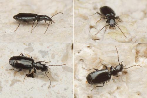 Microlestes luctuosus