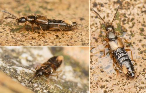 Atheta sp.