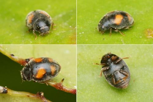 Nephus quadrimaculatus