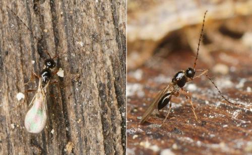 Réf. 157 994 : Trichopria sp.