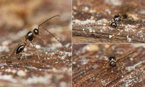 Trichopria sp.