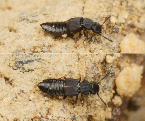 Anotylus tetracarinatus