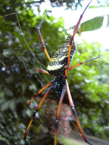 Nephila sp.