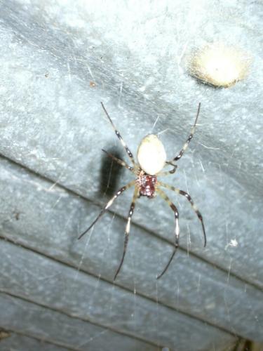 Nephilingis livida