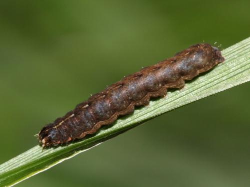 Noctua sp.
