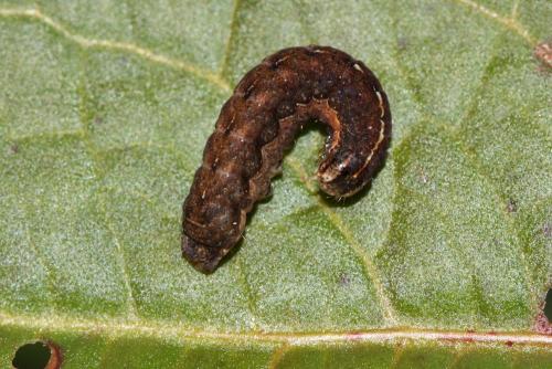 Noctua sp.