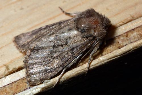 Luperina testacea