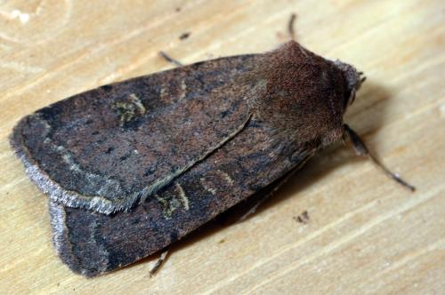 Réf. 157 842 : Xestia xanthographa