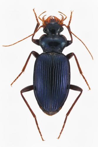 Réf. 157 437 : Leistus spinibarbis