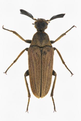 Ptilophorus dufourii